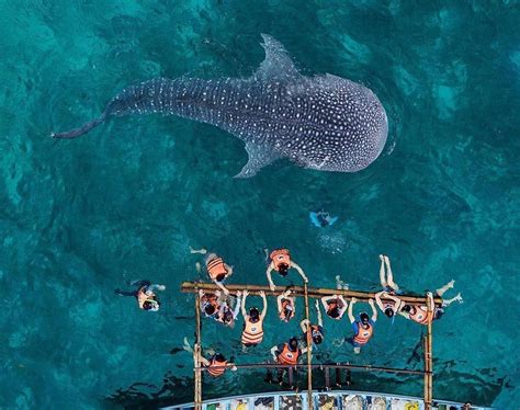 oslob cebu whale shark swimming